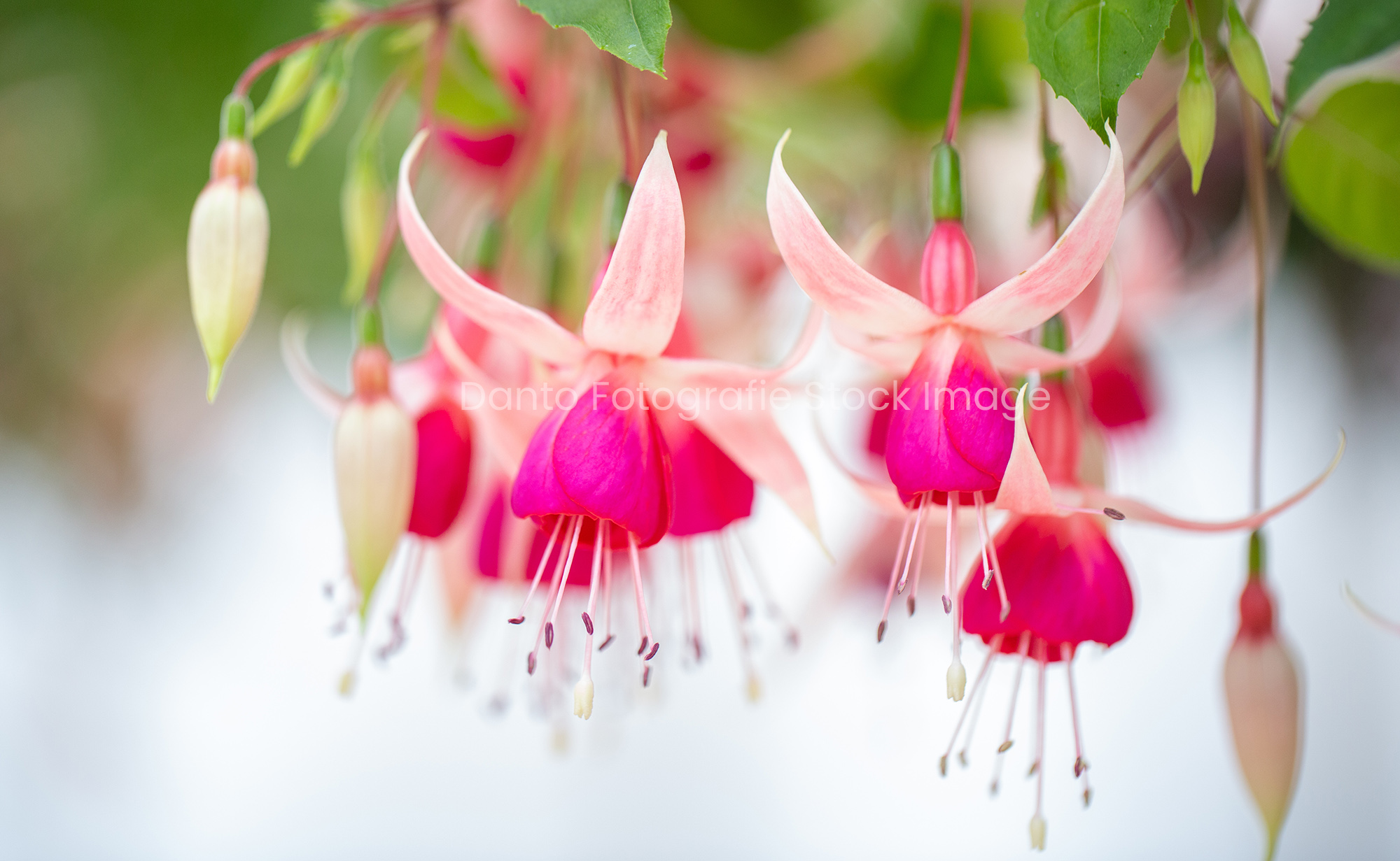 Roze fuchsia